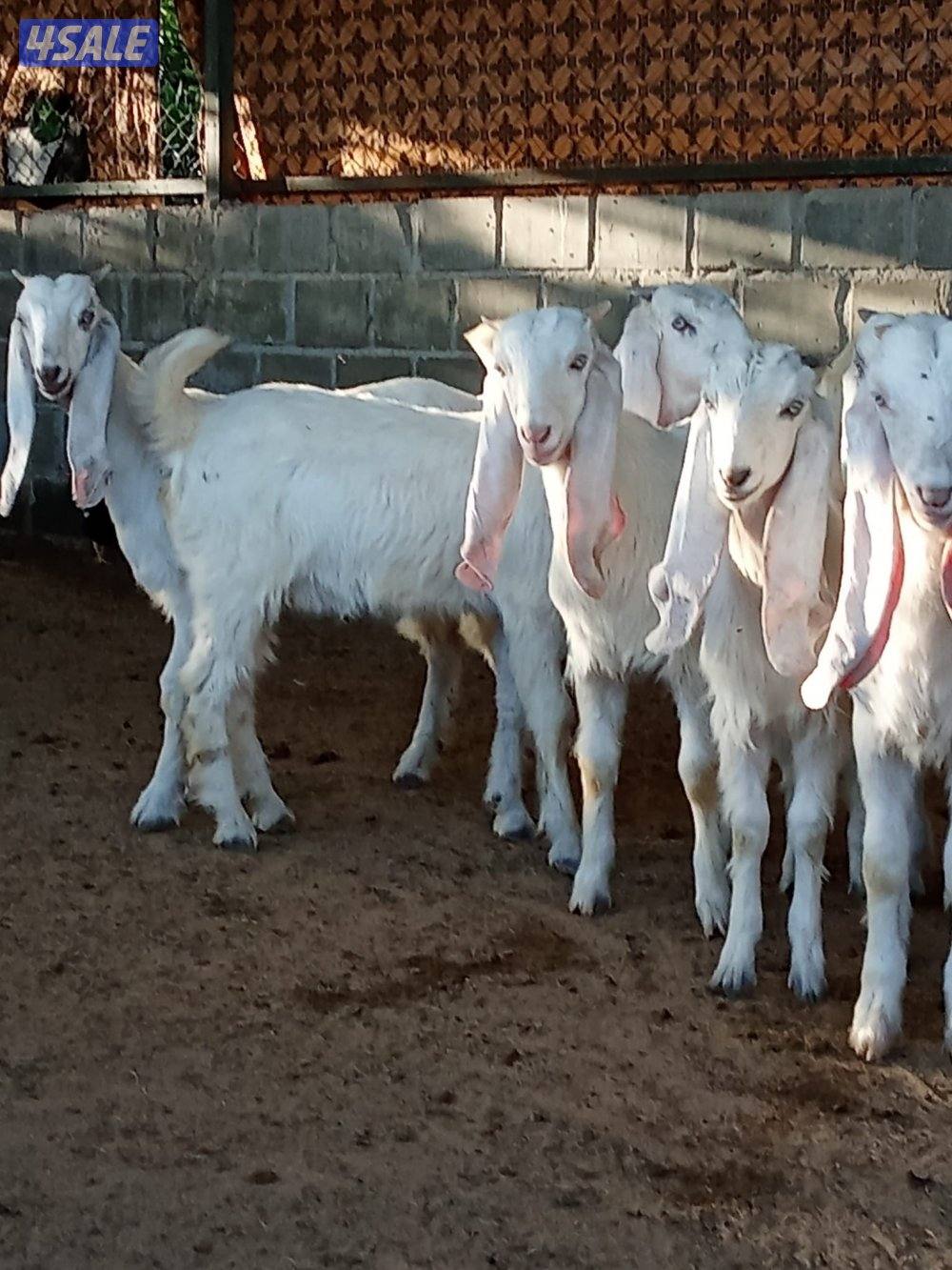 للبيع جفرات عدد 6 العمر 4 شهور في رس الانجليزي منوة الجناي5