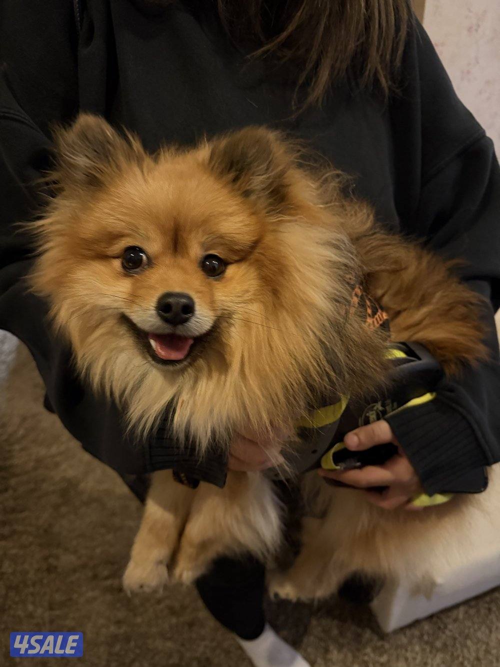 بومرينيان ذكر العمر سنة مطعم بصحة جيدة متعلم عالبادز يفهم بعض الكلمات0