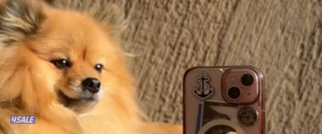 بومرينيان ذكر العمر سنة مطعم بصحة جيدة متعلم عالبادز يفهم بعض الكلمات1