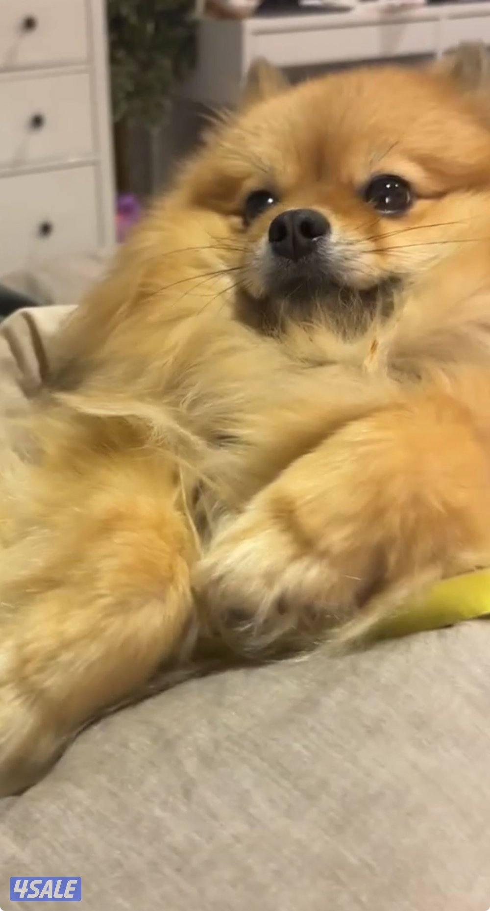 بومرينيان ذكر العمر سنة مطعم بصحة جيدة متعلم عالبادز يفهم بعض الكلمات2