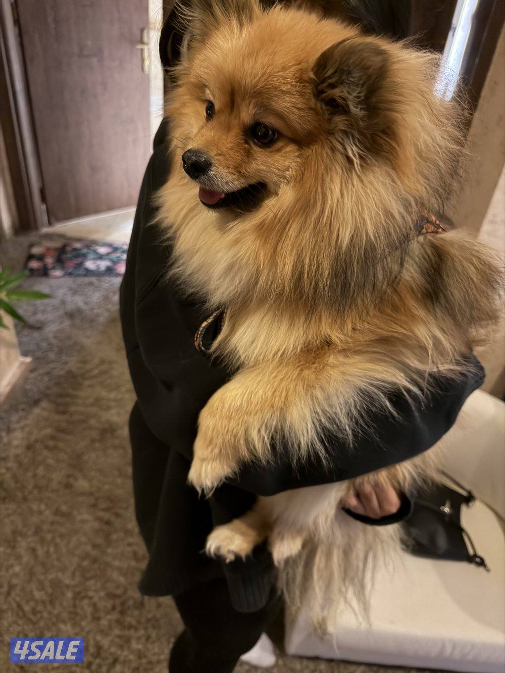 بومرينيان ذكر العمر سنة مطعم بصحة جيدة متعلم عالبادز يفهم بعض الكلمات3