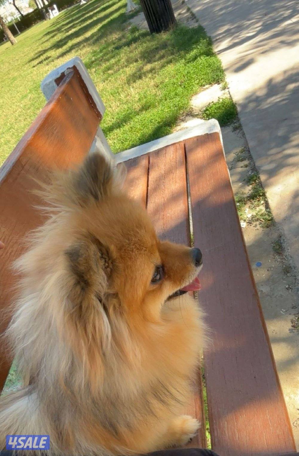 بومرينيان ذكر العمر سنة مطعم بصحة جيدة متعلم عالبادز يفهم بعض الكلمات4