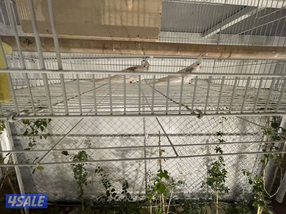 للبيع 4 ازواج كوكتيل منتجين . نظافة صحة مطعمين مع القفص والخانة الزوج0