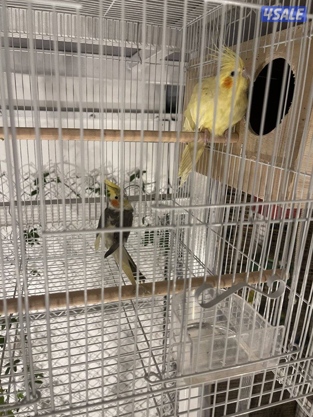 للبيع 4 ازواج كوكتيل منتجين . نظافة صحة مطعمين مع القفص والخانة الزوج1