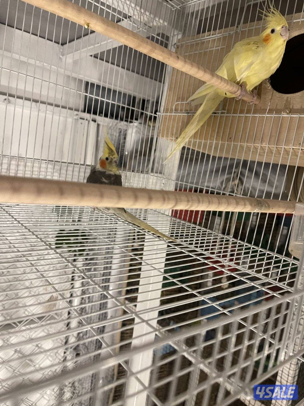 للبيع 4 ازواج كوكتيل منتجين . نظافة صحة مطعمين مع القفص والخانة الزوج2