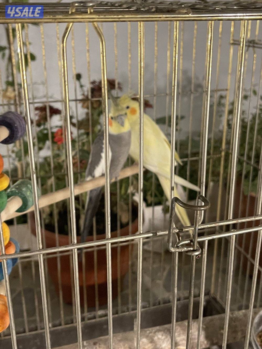 للبيع 4 ازواج كوكتيل منتجين . نظافة صحة مطعمين مع القفص والخانة الزوج5