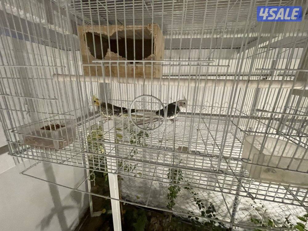 للبيع 4 ازواج كوكتيل منتجين . نظافة صحة مطعمين مع القفص والخانة الزوج7