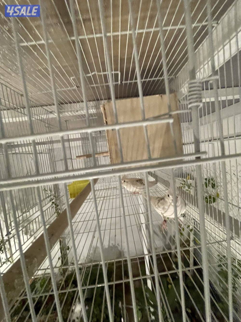 للبيع 4 ازواج كوكتيل منتجين . نظافة صحة مطعمين مع القفص والخانة الزوج8