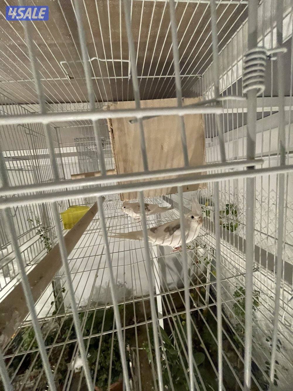 للبيع 4 ازواج كوكتيل منتجين . نظافة صحة مطعمين مع القفص والخانة الزوج9