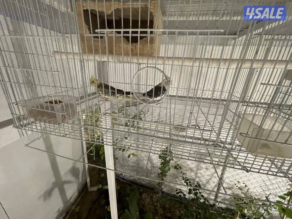 للبيع 4 ازواج كوكتيل منتجين . نظافة صحة مطعمين مع القفص والخانة الزوج10
