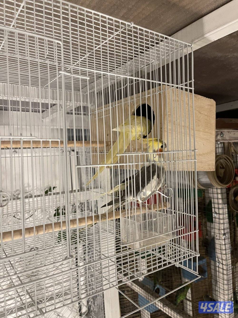 للبيع 4 ازواج كوكتيل منتجين . نظافة صحة مطعمين مع القفص والخانة الزوج11