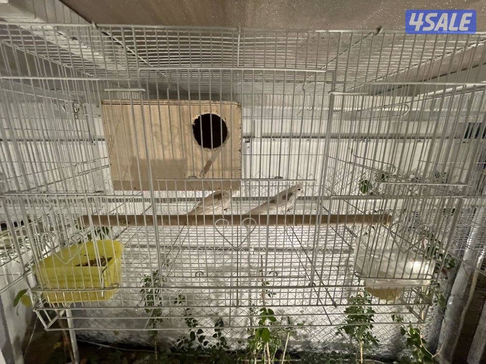 للبيع 4 ازواج كوكتيل منتجين . نظافة صحة مطعمين مع القفص والخانة الزوج12