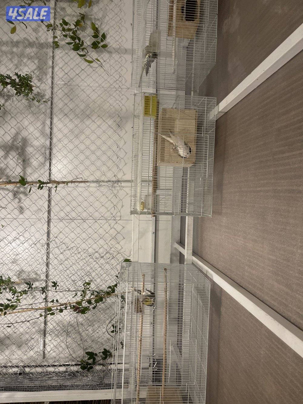 للبيع 4 ازواج كوكتيل منتجين . نظافة صحة مطعمين مع القفص والخانة الزوج13