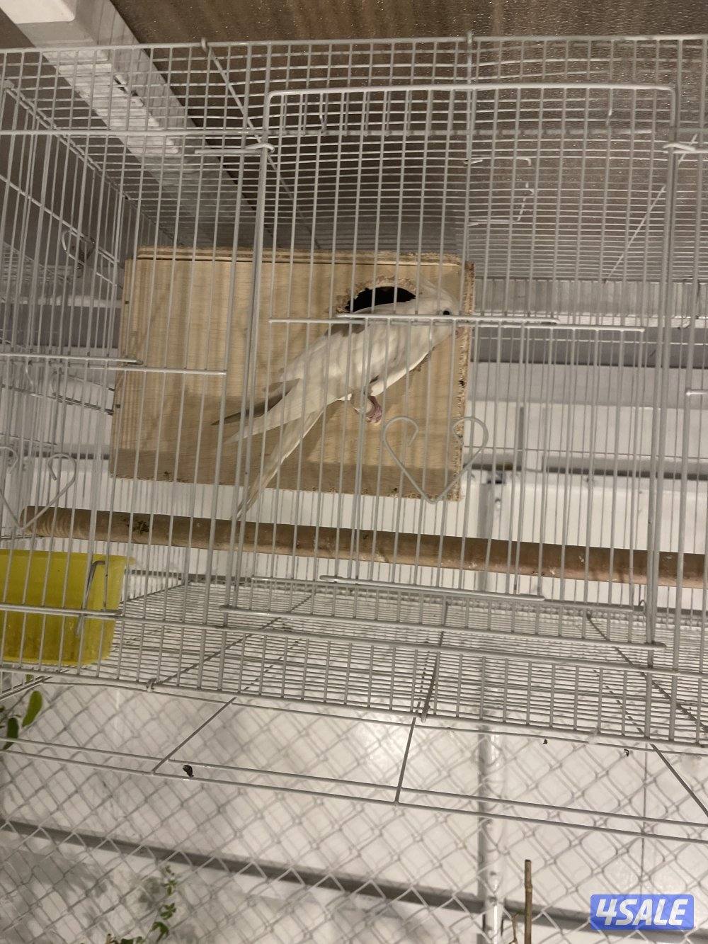 للبيع 4 ازواج كوكتيل منتجين . نظافة صحة مطعمين مع القفص والخانة الزوج14