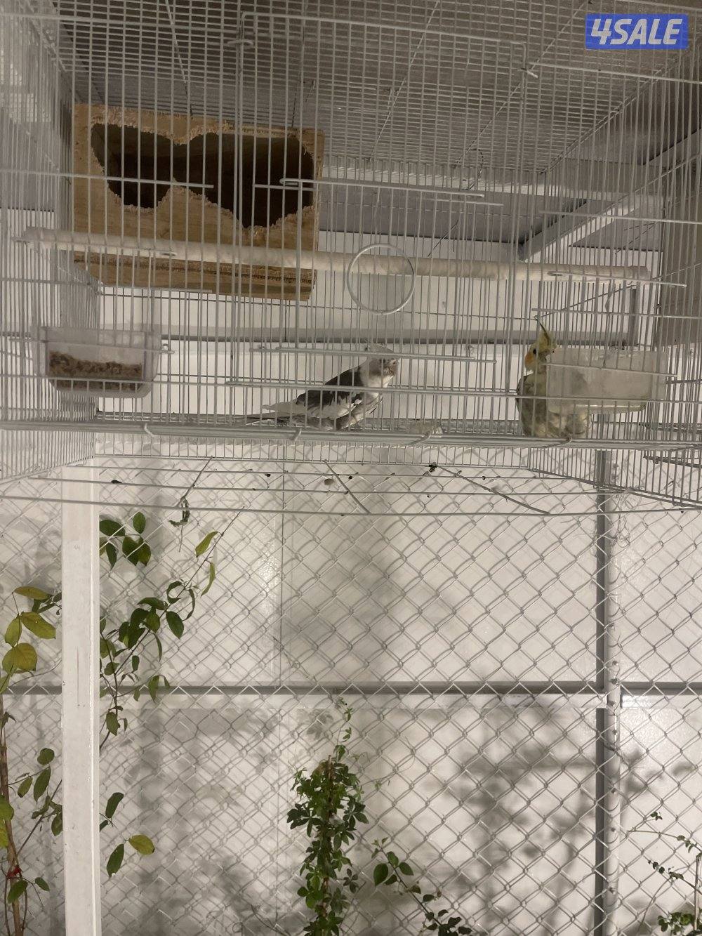 للبيع 4 ازواج كوكتيل منتجين . نظافة صحة مطعمين مع القفص والخانة الزوج15