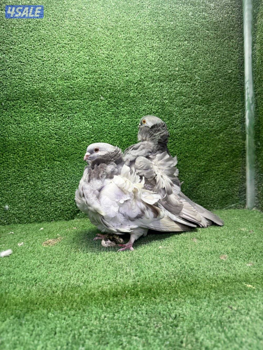 للبيع حمام زينه0