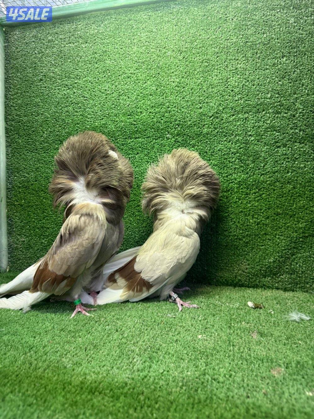 للبيع حمام زينه1