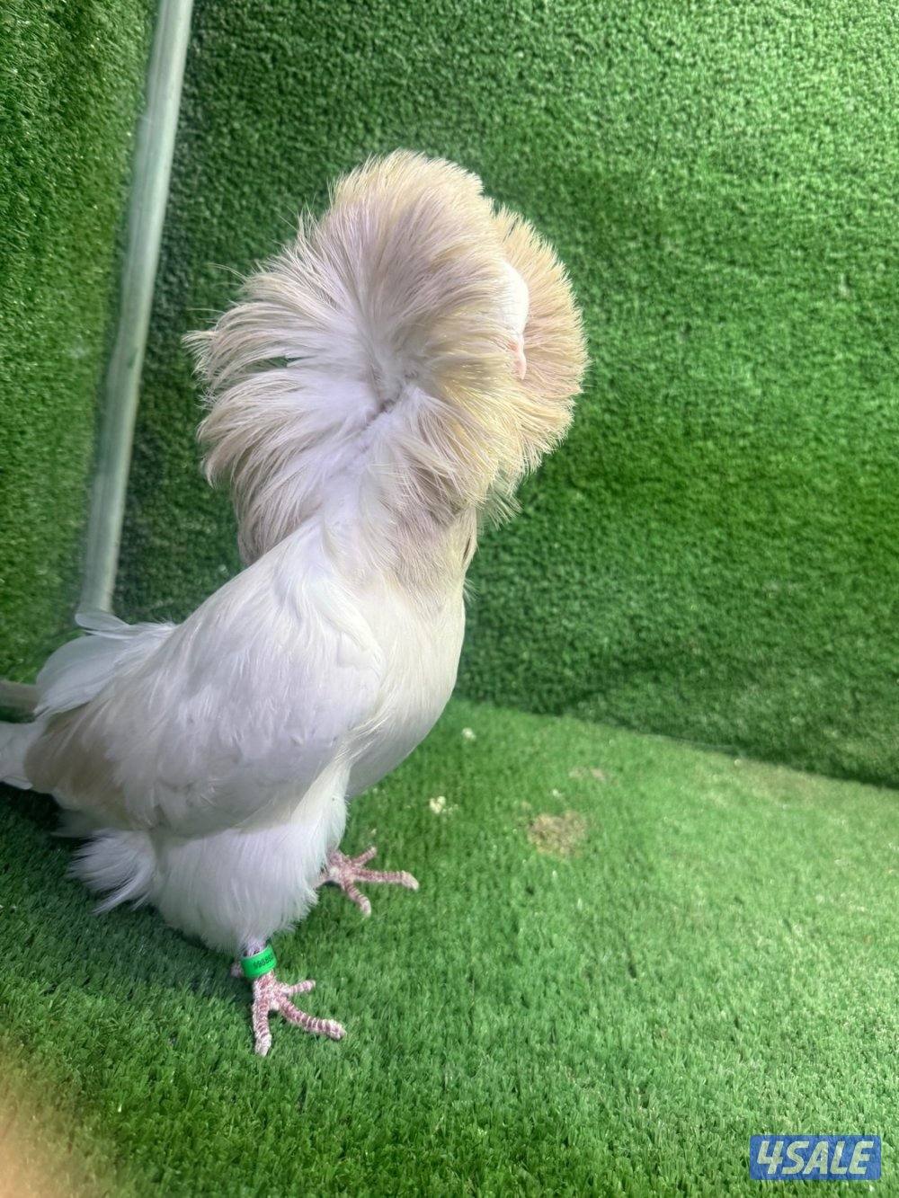 للبيع حمام زينه3