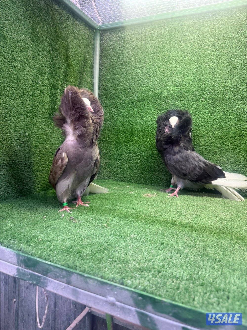 للبيع حمام زينه4