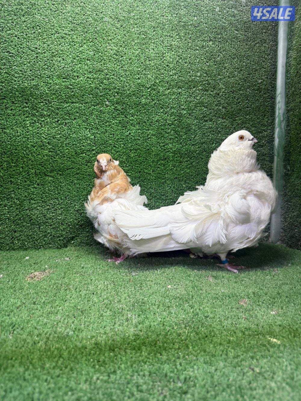 للبيع حمام زينه6