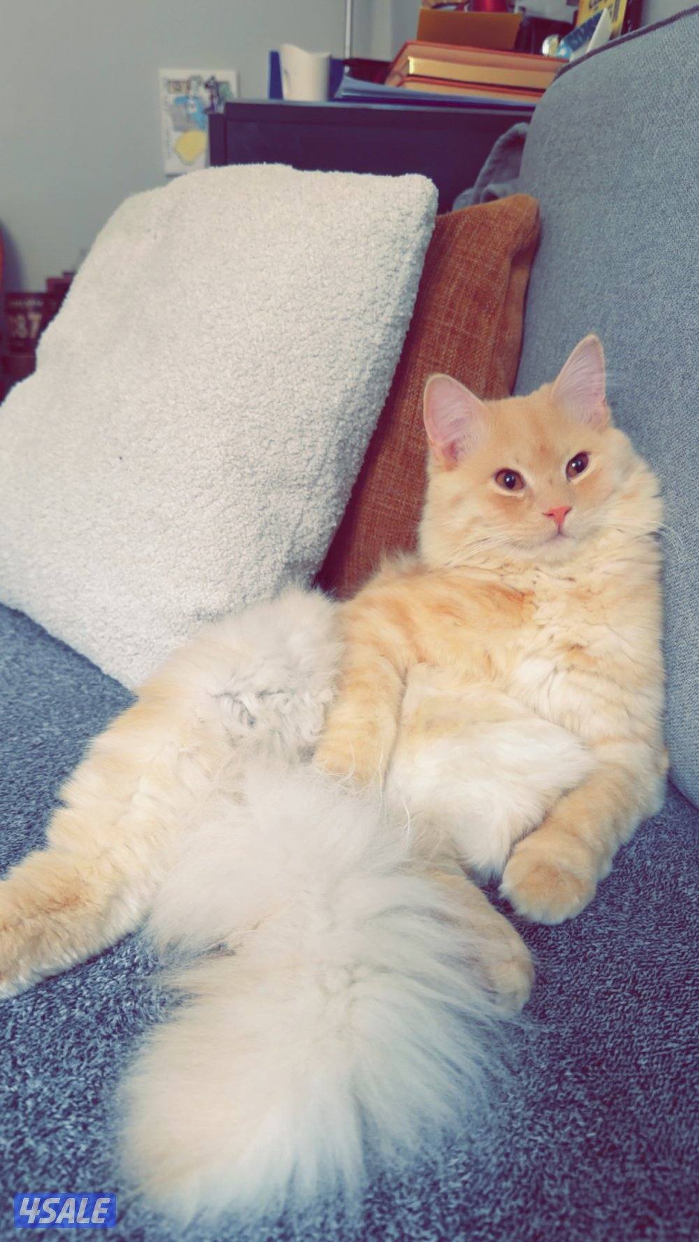 ذكر شيرازي مكس0