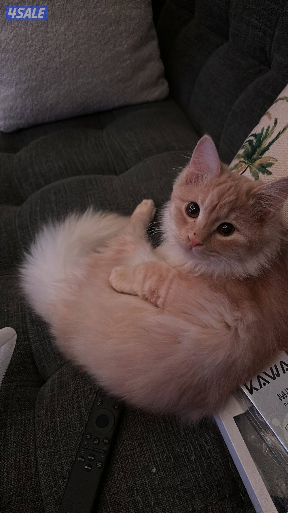 ذكر شيرازي مكس2