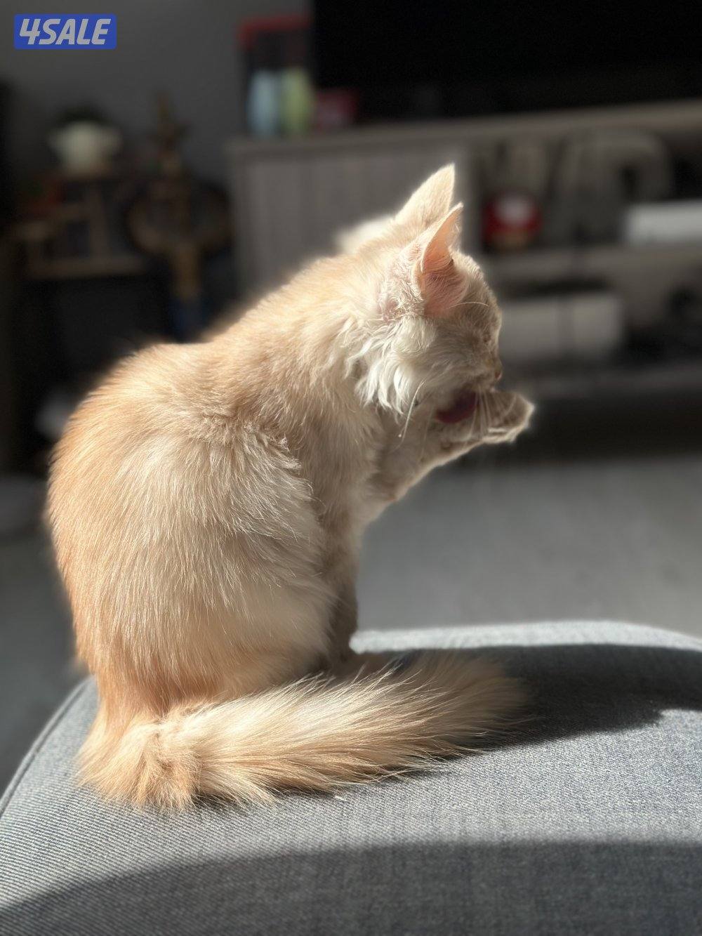 ذكر شيرازي مكس3