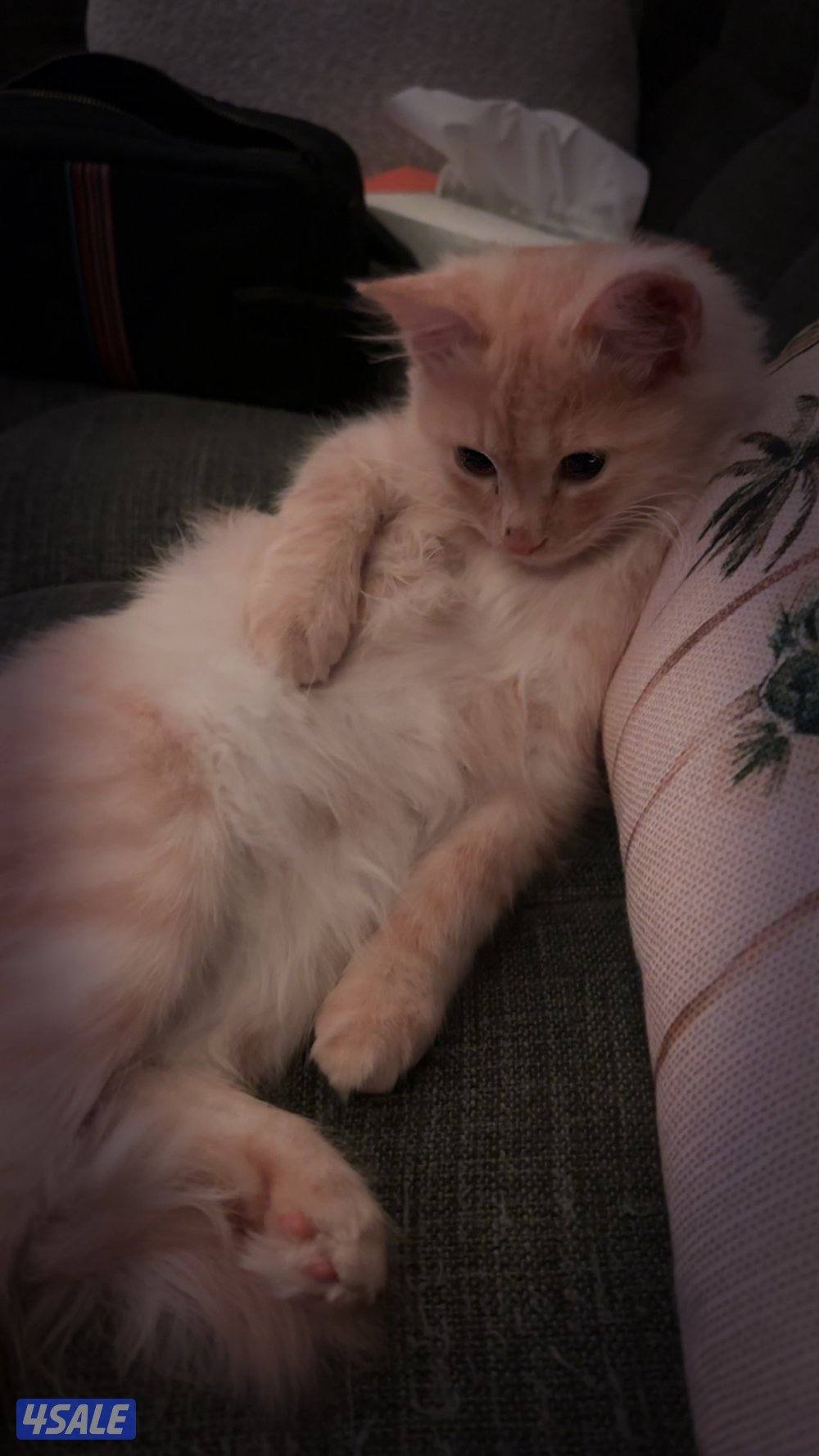 ذكر شيرازي مكس4