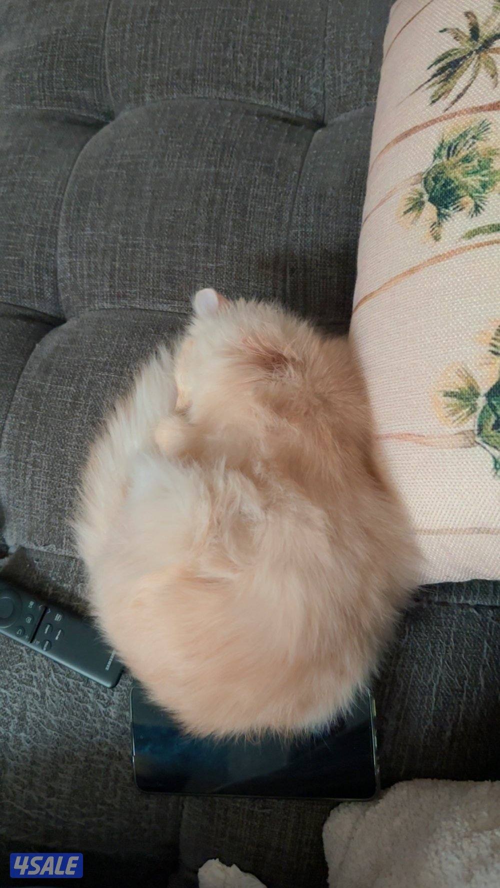 ذكر شيرازي مكس5