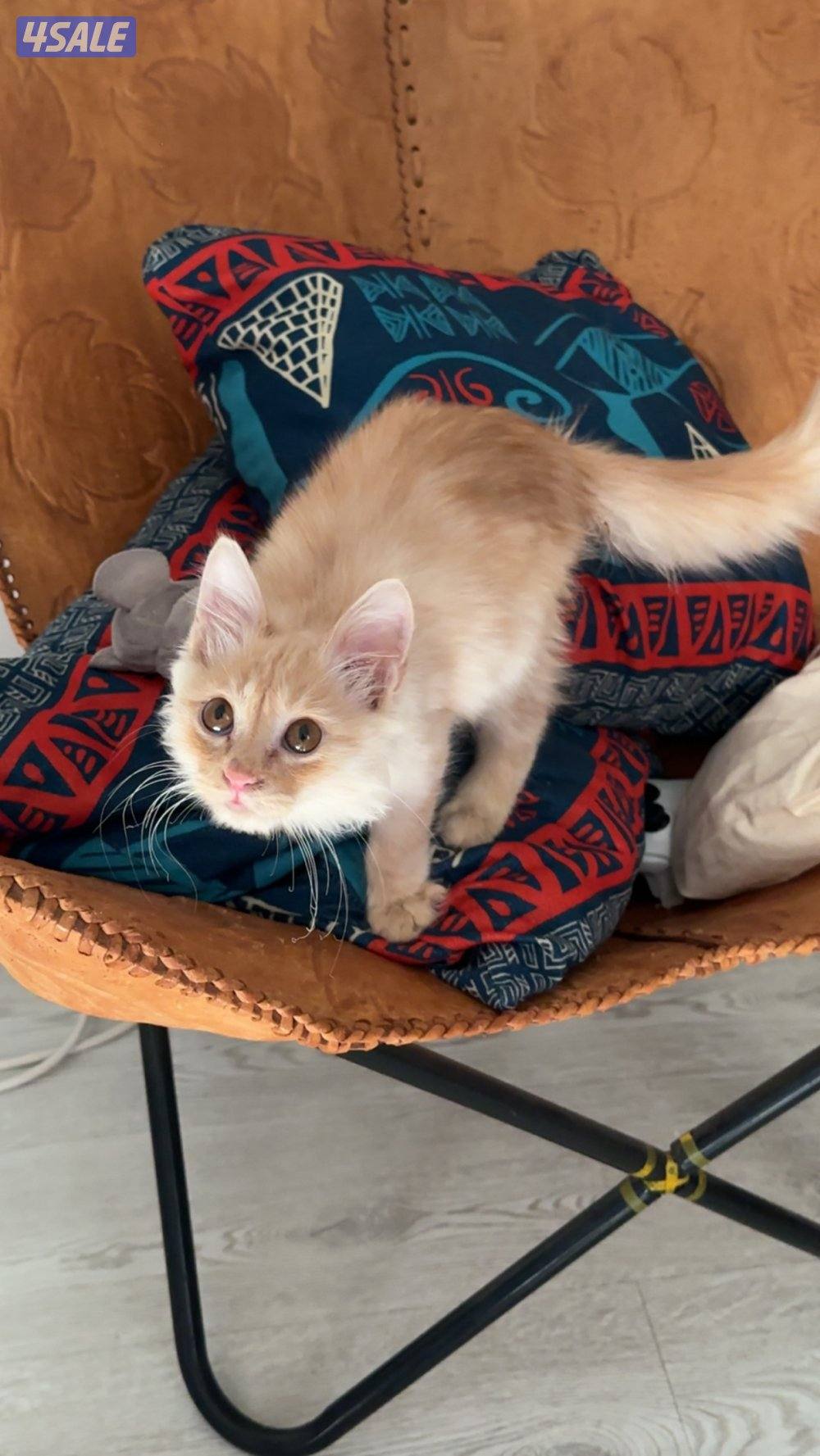 ذكر شيرازي مكس6