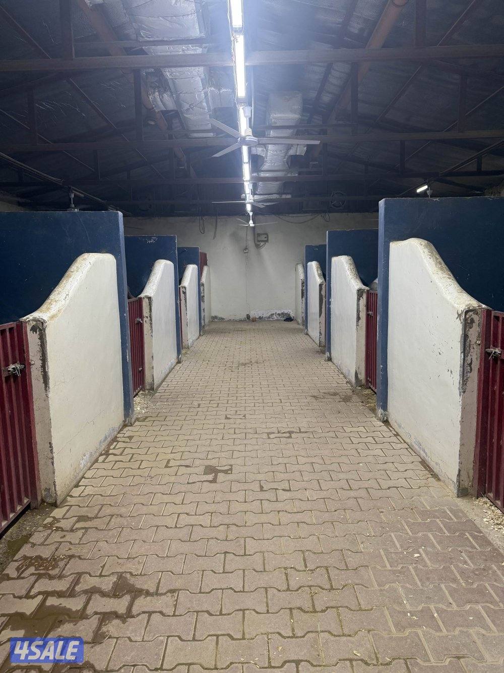 مربط للعنايه بالافراس والمهرات2