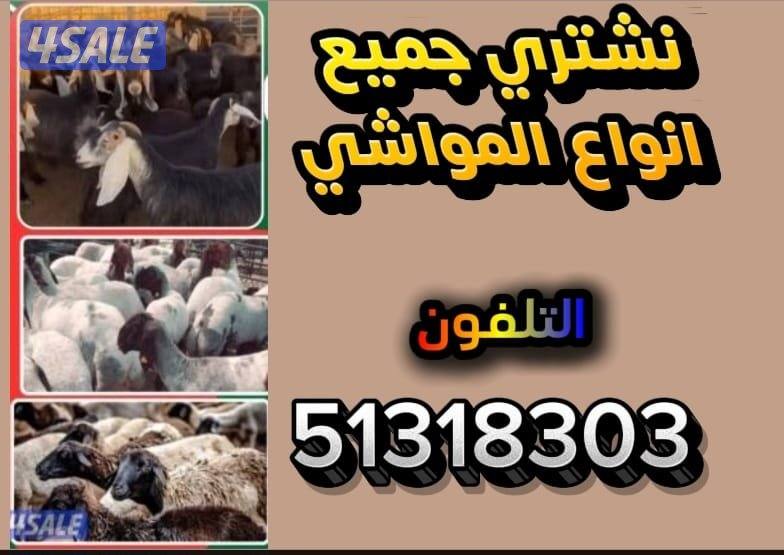نبيع حلال ونشتري جميع انواع المواشي0