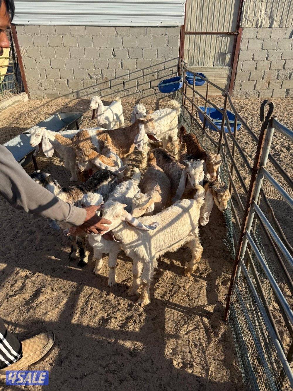 للبيع 12 تيوس عمر 3 شهور0