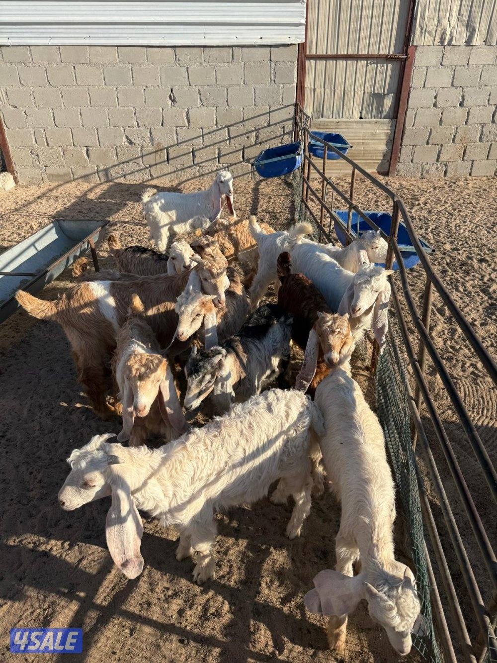 للبيع 12 تيوس عمر 3 شهور1