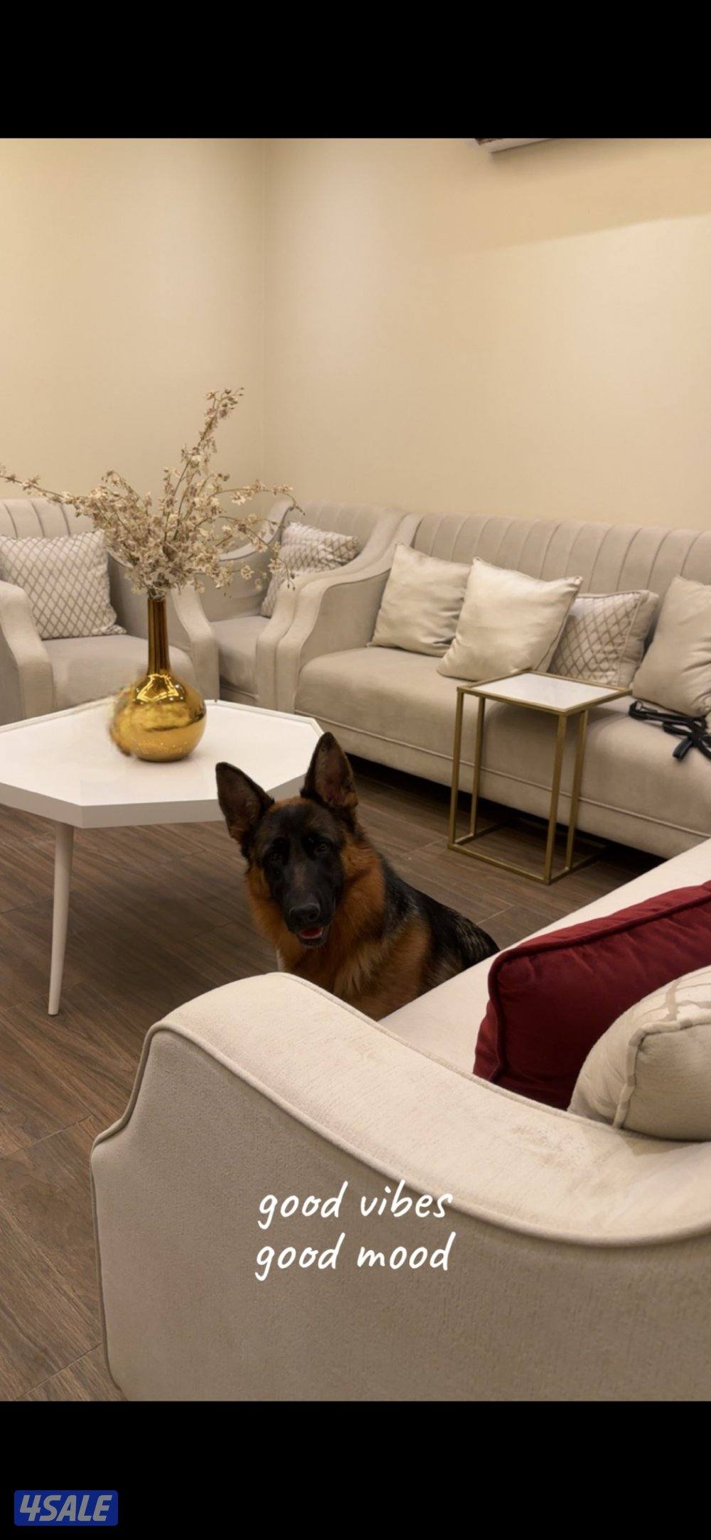 جيرمين شولاين نثيه العمر سنه ونص ونظيفه والاوراق عند صاحبها اعطيك رقمه0