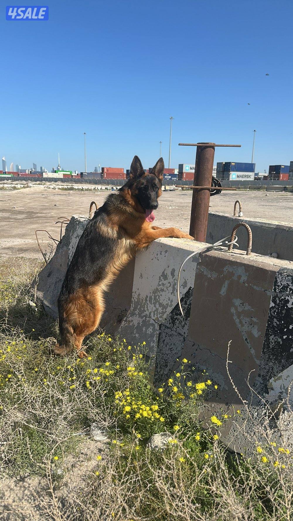 جيرمين شولاين نثيه العمر سنه ونص ونظيفه والاوراق عند صاحبها اعطيك رقمه1