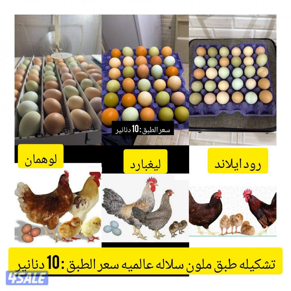 للبيع بيض مخصب ملون + لوهمان + فقاسة فتحي 500 بيضه0