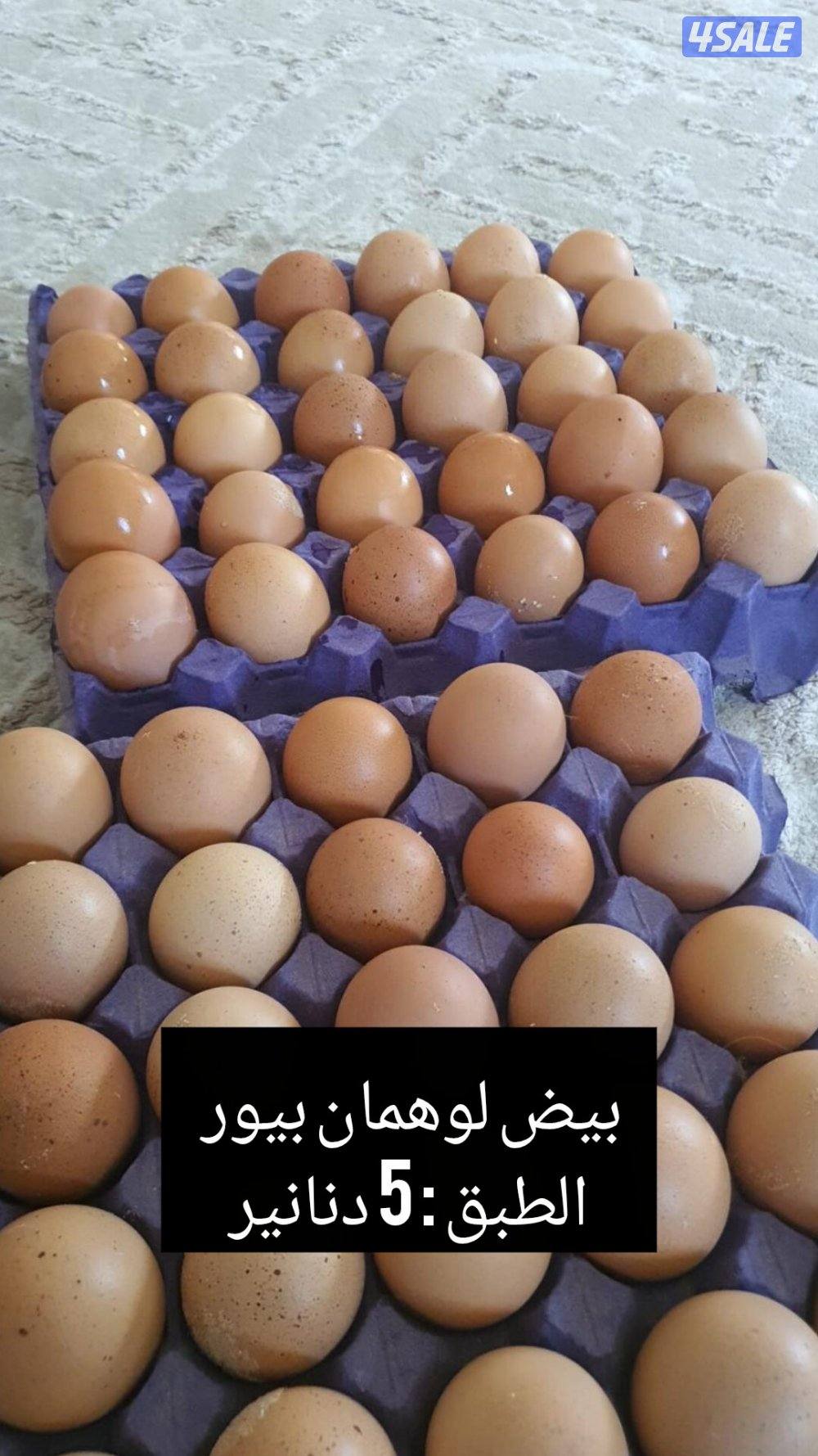 للبيع بيض مخصب ملون + لوهمان + فقاسة فتحي 500 بيضه1