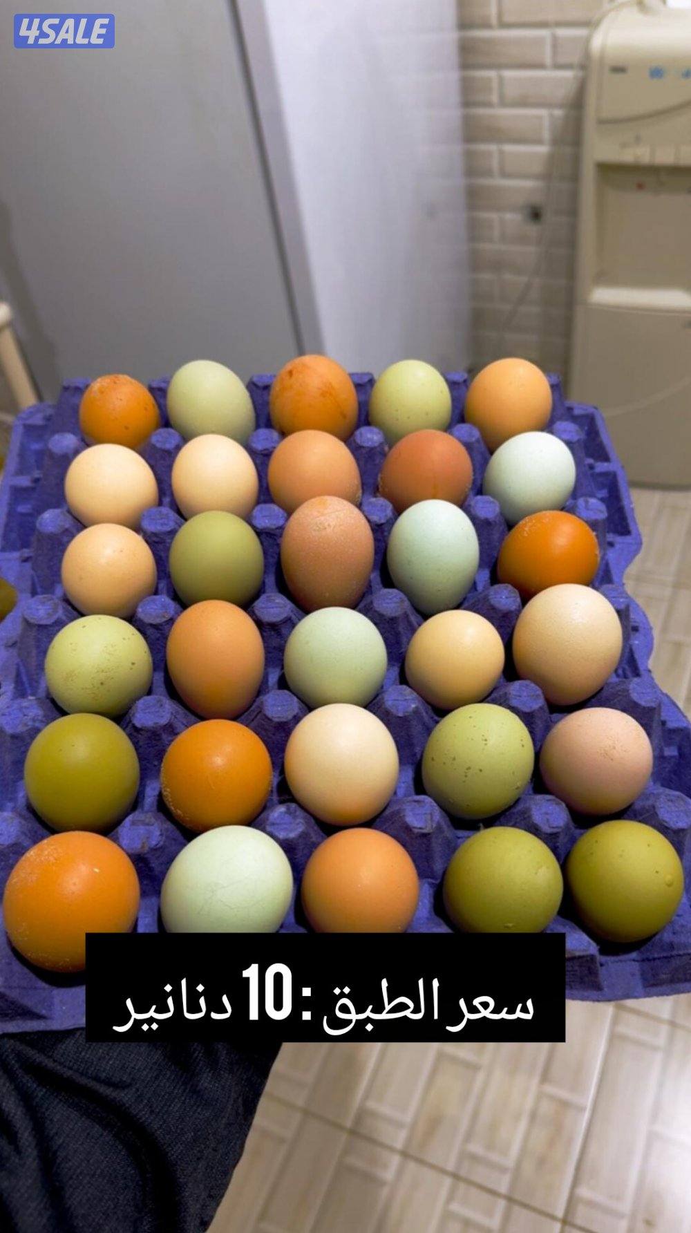 للبيع بيض مخصب ملون + لوهمان + فقاسة فتحي 500 بيضه2