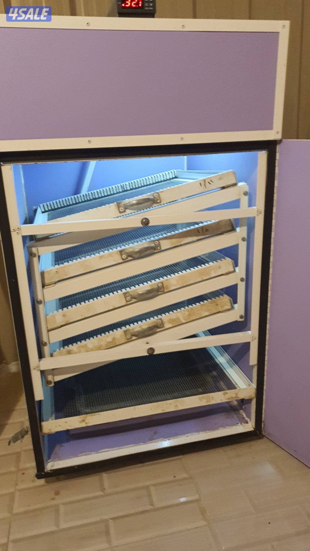 للبيع بيض مخصب ملون + لوهمان + فقاسة فتحي 500 بيضه4