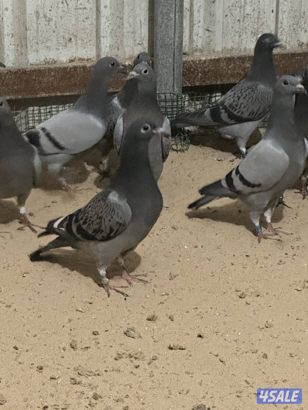 للبيع فروخ زاجل1