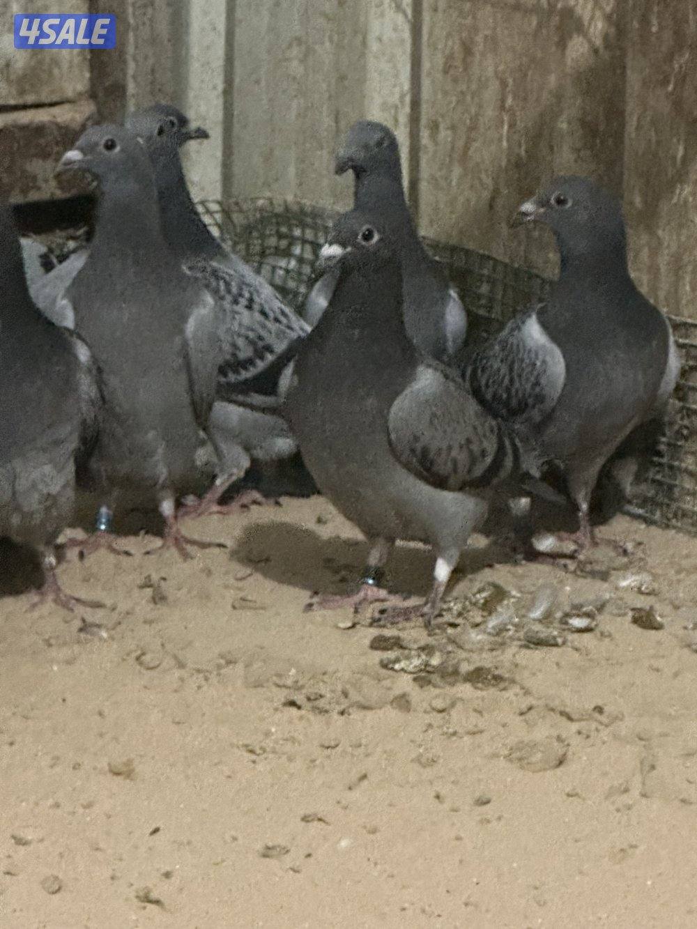 للبيع فروخ زاجل2