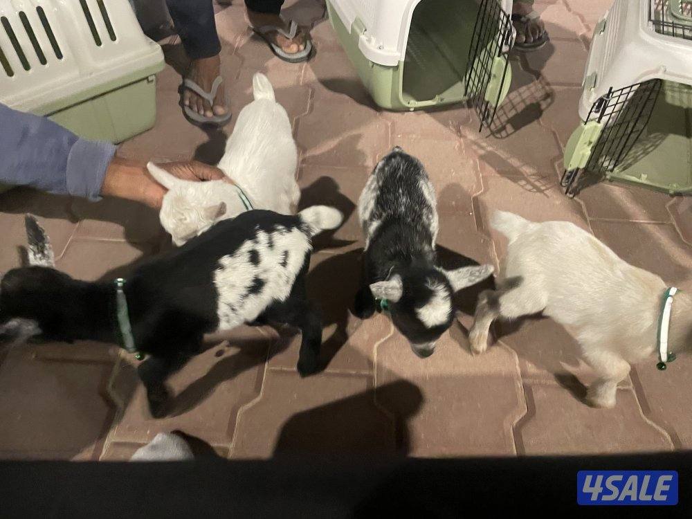 بيع تيس جيكي قزم + بيت التيس + جرس العمر ١٥ يوم0