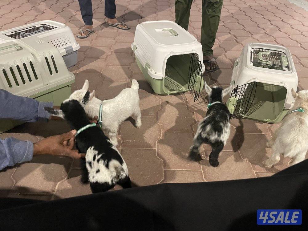 بيع تيس جيكي قزم + بيت التيس + جرس العمر ١٥ يوم1