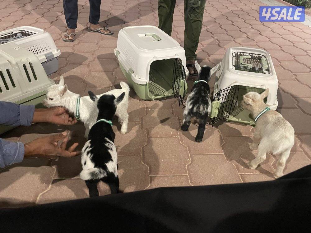 بيع تيس جيكي قزم + بيت التيس + جرس العمر ١٥ يوم2