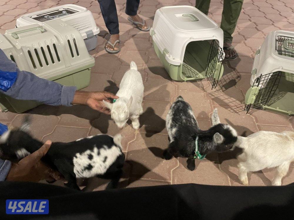 بيع تيس جيكي قزم + بيت التيس + جرس العمر ١٥ يوم3