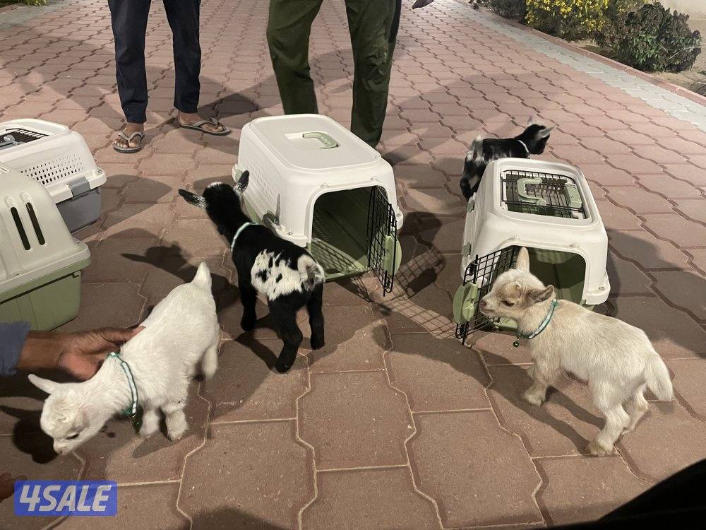 بيع تيس جيكي قزم + بيت التيس + جرس العمر ١٥ يوم4