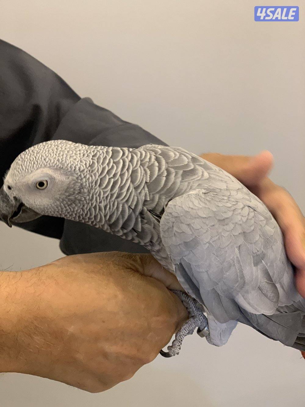 كاسكو هولندي1