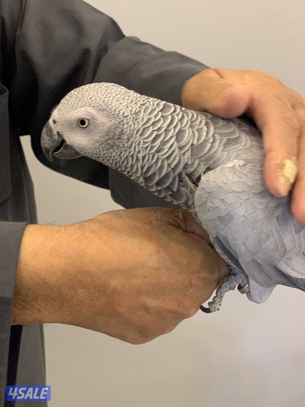 كاسكو هولندي2