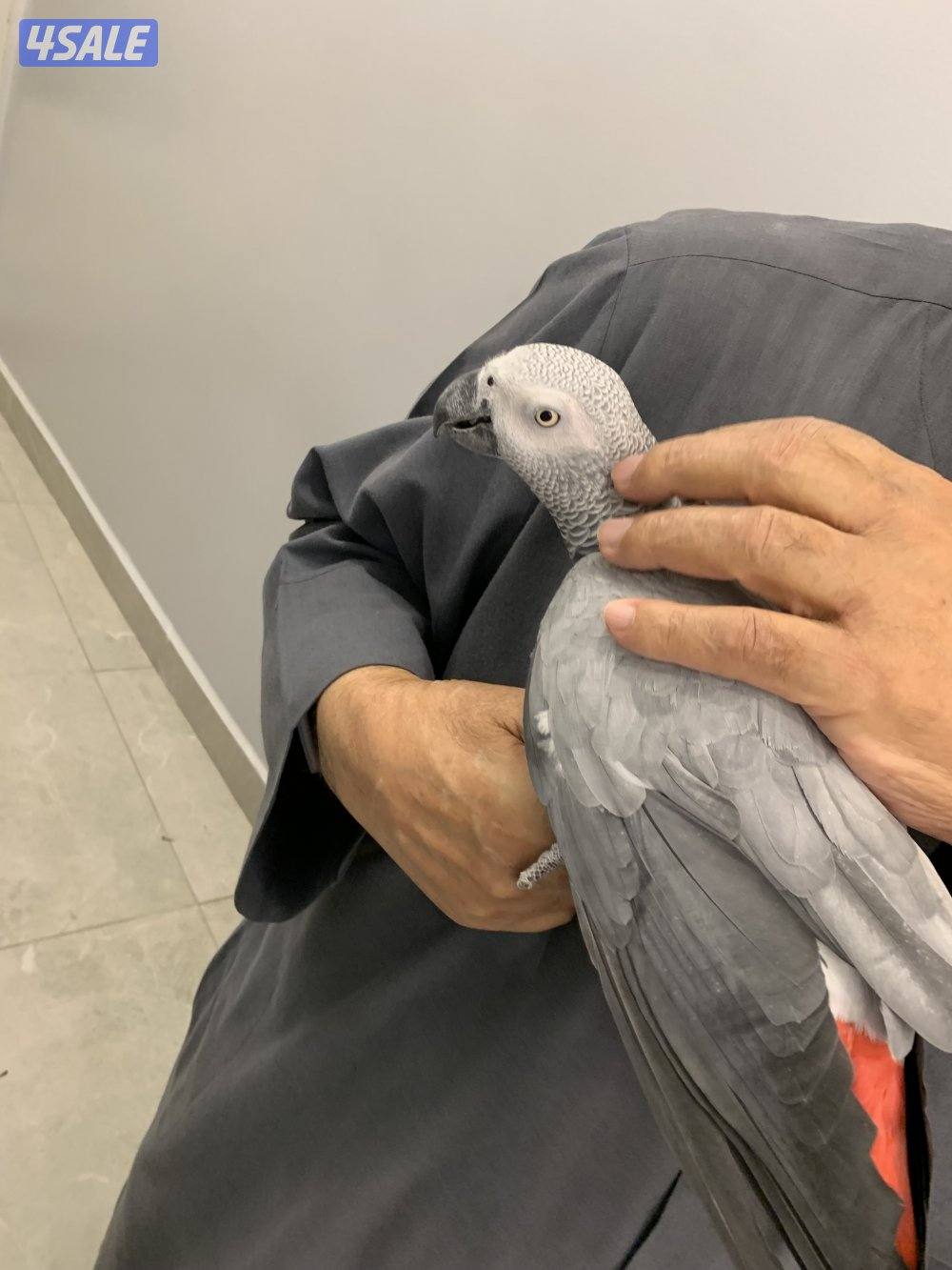 كاسكو هولندي3